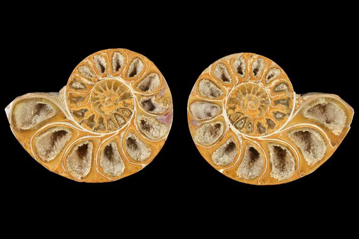 Cut & Polished Agatized Ammonite Fossil- Jurassic #131624